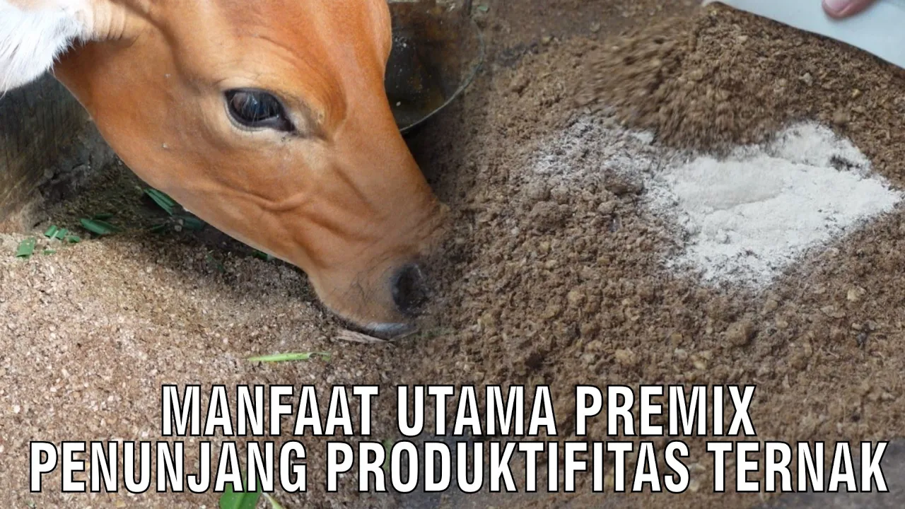 
                                 Manfaat-Utama-Premix-Penunjang-Produktifitas-Ternak